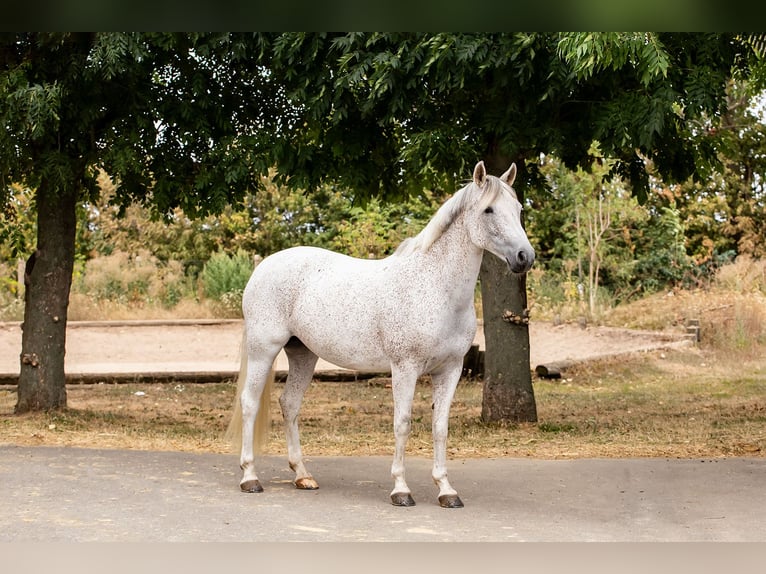 Duitse rijpony Merrie 10 Jaar 148 cm Schimmel in Ballenstedt