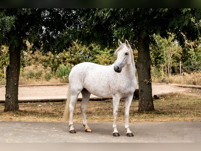 Duitse rijpony Merrie 10 Jaar 148 cm Schimmel in Ballenstedt