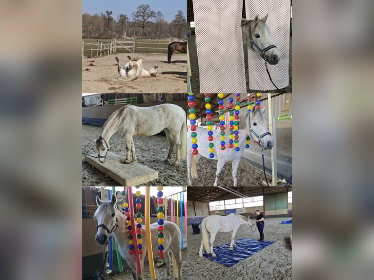 Duitse rijpony Merrie 10 Jaar 148 cm Schimmel in Uetze