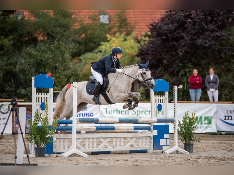 Duitse rijpony Merrie 10 Jaar 148 cm Schimmel in Uetze