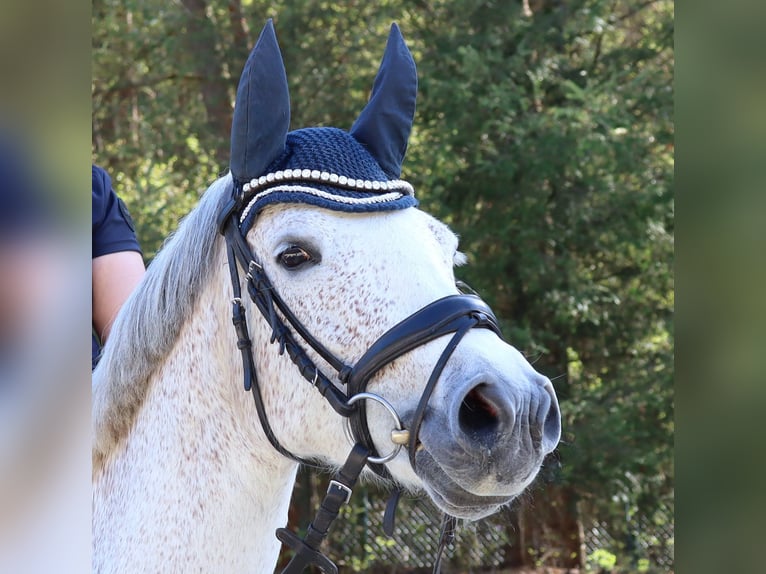 Duitse rijpony Merrie 10 Jaar 148 cm Schimmel in Uetze