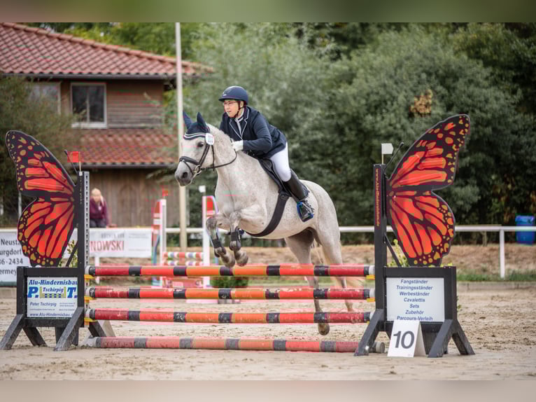 Duitse rijpony Merrie 10 Jaar 148 cm Schimmel in Uetze