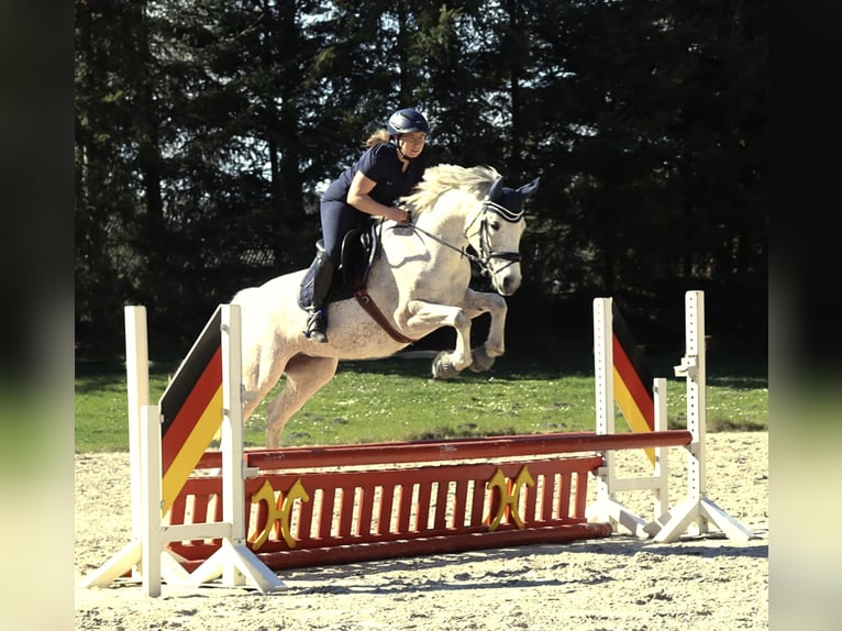 Duitse rijpony Merrie 10 Jaar 148 cm Schimmel in Uetze