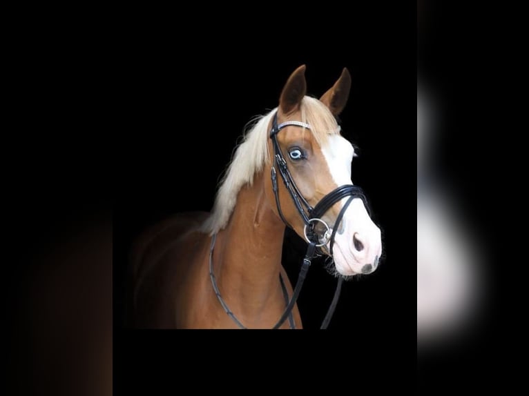 Duitse rijpony Merrie 10 Jaar 148 cm Vos in Lippetal Duitse rijpony Merrie 10 Jaar 148 cm Vos in Lippetal