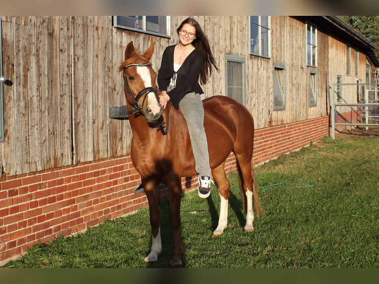Duitse rijpony Merrie 10 Jaar 148 cm Vos in Hilgermissen