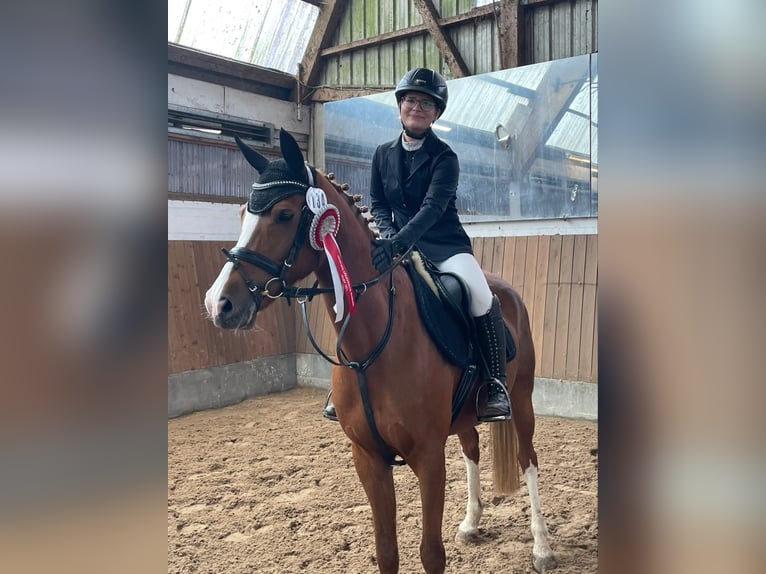 Duitse rijpony Merrie 10 Jaar 148 cm Vos in Hilgermissen