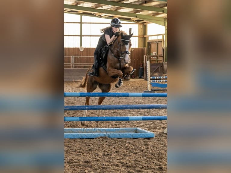 Duitse rijpony Merrie 10 Jaar 148 cm Vos in Hilgermissen