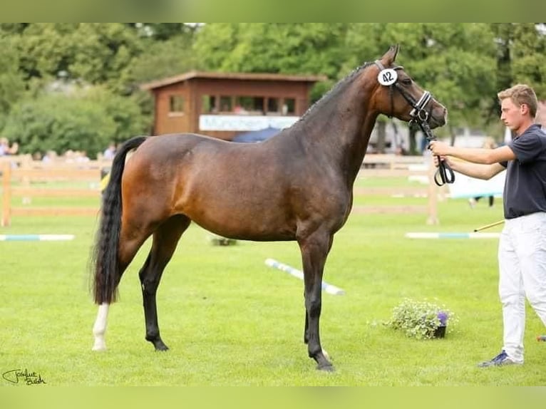 Duitse rijpony Merrie 10 Jaar 148 cm Zwartbruin in Aichach