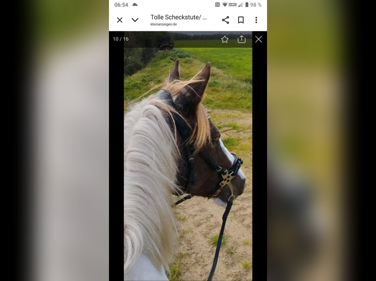 Duitse rijpony Mix Merrie 10 Jaar 149 cm Gevlekt-paard in Hahnenknoop