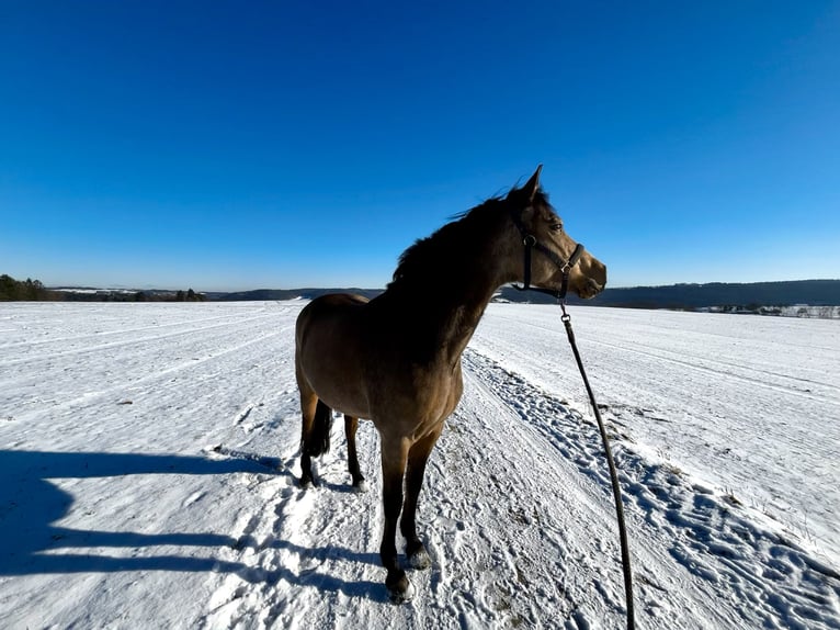Duitse rijpony Merrie 10 Jaar 150 cm Buckskin in Altensteig