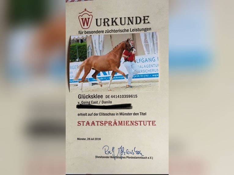 Duitse rijpony Merrie 10 Jaar 150 cm Vos in Lippetal