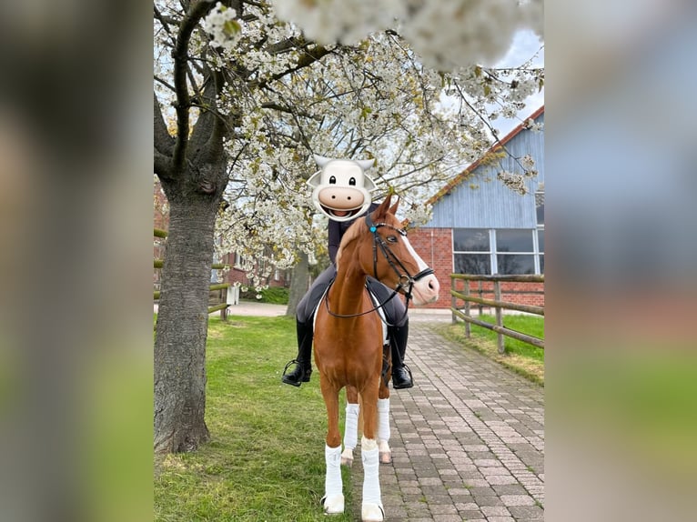 Duitse rijpony Merrie 10 Jaar 150 cm Vos in Lippetal
