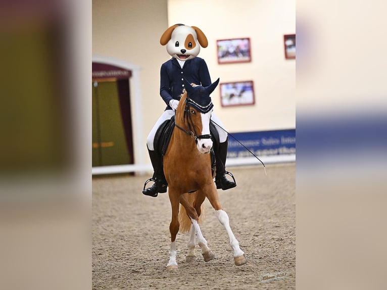 Duitse rijpony Merrie 10 Jaar 150 cm Vos in Lippetal