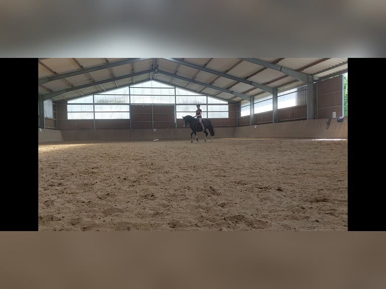 Duitse rijpony Merrie 10 Jaar 151 cm Zwart in Schwarme