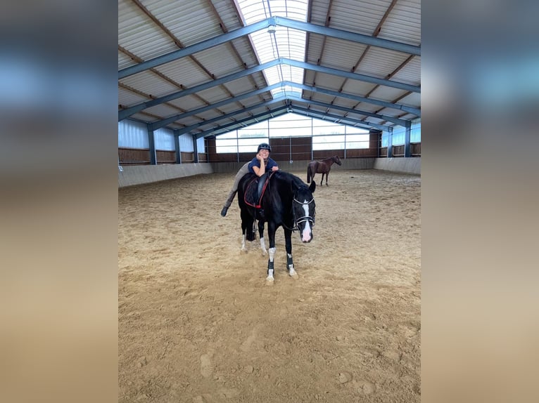 Duitse rijpony Merrie 10 Jaar 151 cm Zwart in Schwarme