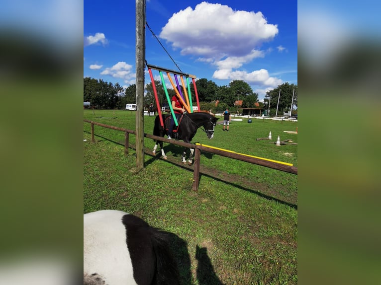 Duitse rijpony Merrie 10 Jaar 151 cm Zwart in Schwarme