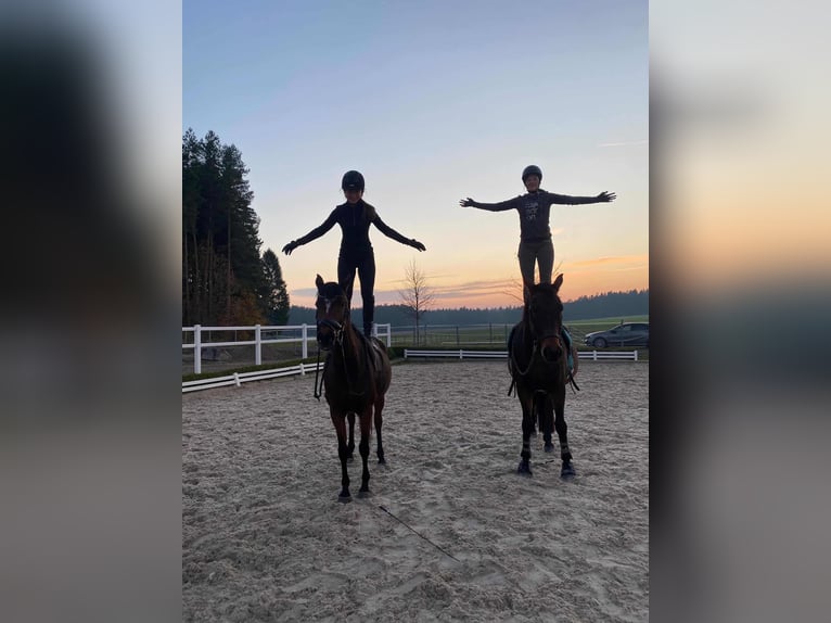 Duitse rijpony Merrie 10 Jaar 152 cm Bruin in Leonberg