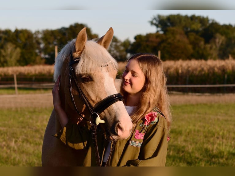 Duitse rijpony Merrie 10 Jaar 152 cm Palomino in Ennigerloh