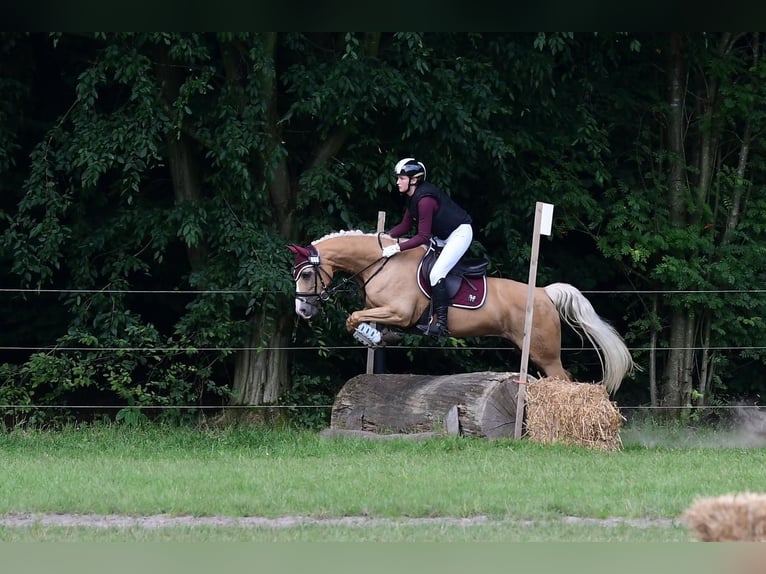 Duitse rijpony Merrie 10 Jaar 152 cm Palomino in Ennigerloh