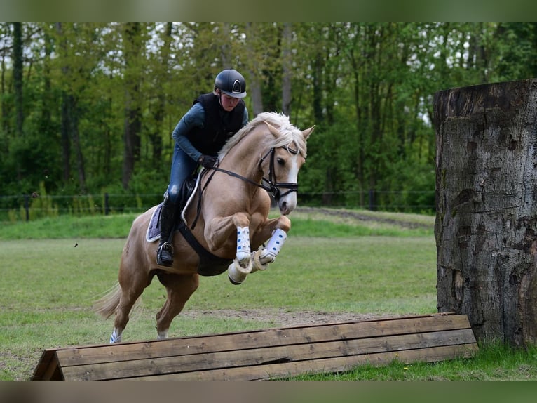 Duitse rijpony Merrie 10 Jaar 152 cm Palomino in Ennigerloh