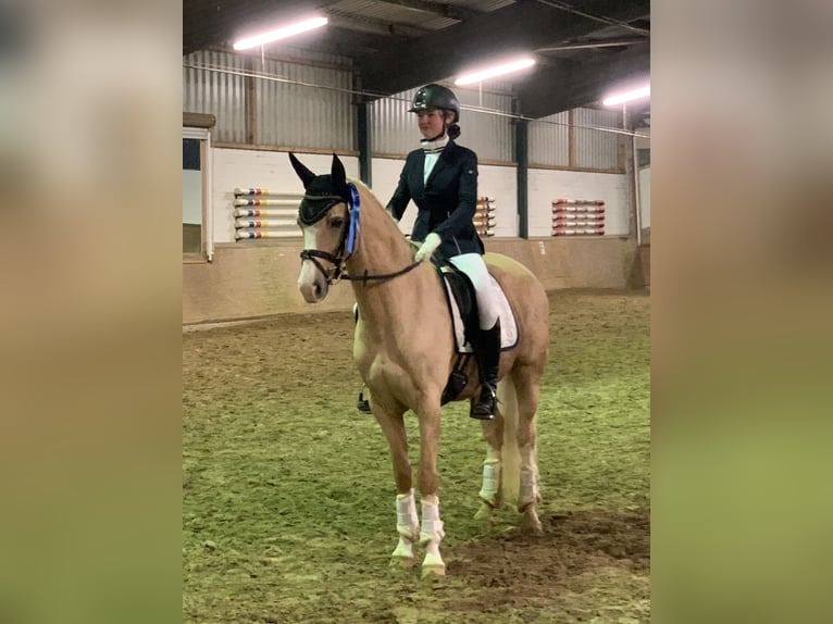 Duitse rijpony Merrie 10 Jaar 152 cm Palomino in Ennigerloh