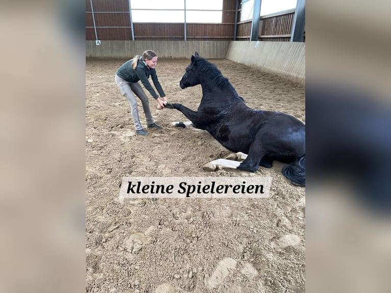 Duitse rijpony Merrie 10 Jaar 152 cm Zwart in Schwarme