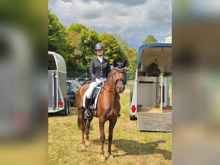 Duitse rijpony Merrie 10 Jaar 153 cm Donkere-vos in Drolshagen