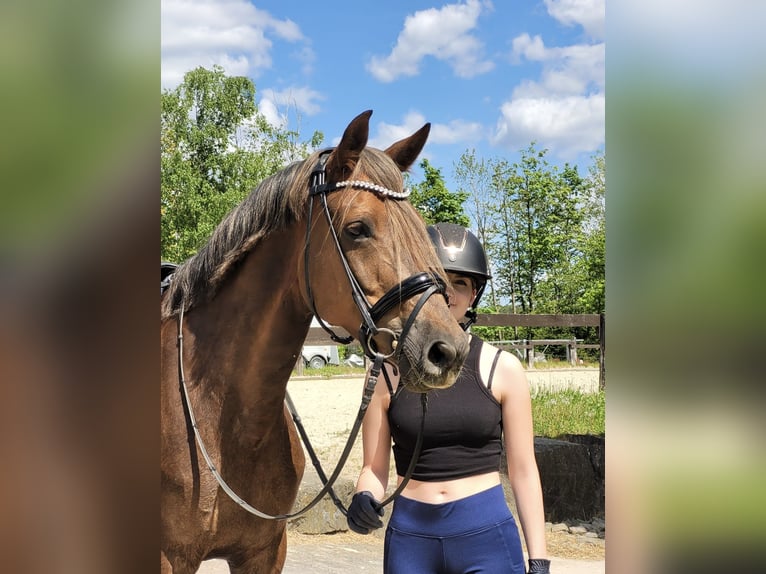 Duitse rijpony Merrie 10 Jaar 153 cm Donkere-vos in Drolshagen