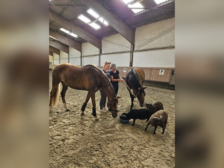 Duitse rijpony Merrie 10 Jaar 153 cm Donkere-vos in Essen