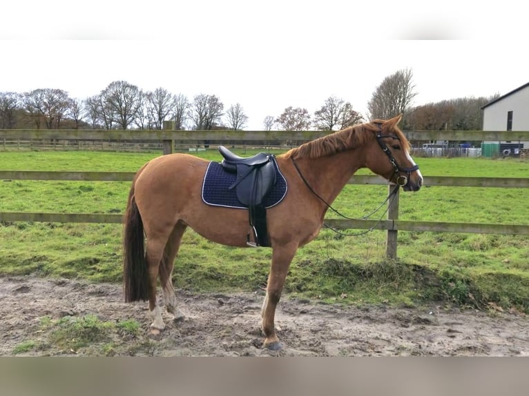 Duitse rijpony Merrie 10 Jaar 155 cm Vos in Lastrup