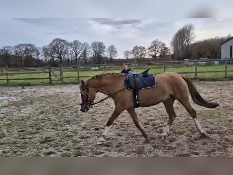 Duitse rijpony Merrie 10 Jaar 155 cm Vos in Lastrup