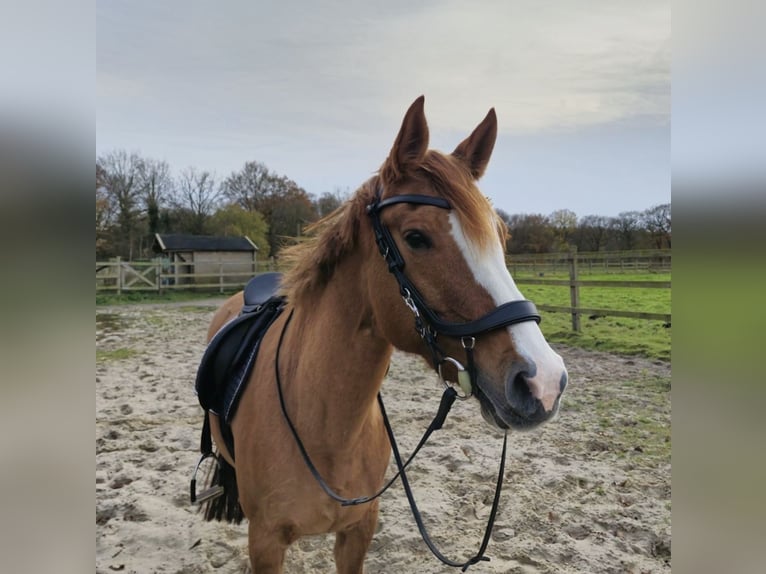 Duitse rijpony Merrie 10 Jaar 155 cm Vos in Lastrup