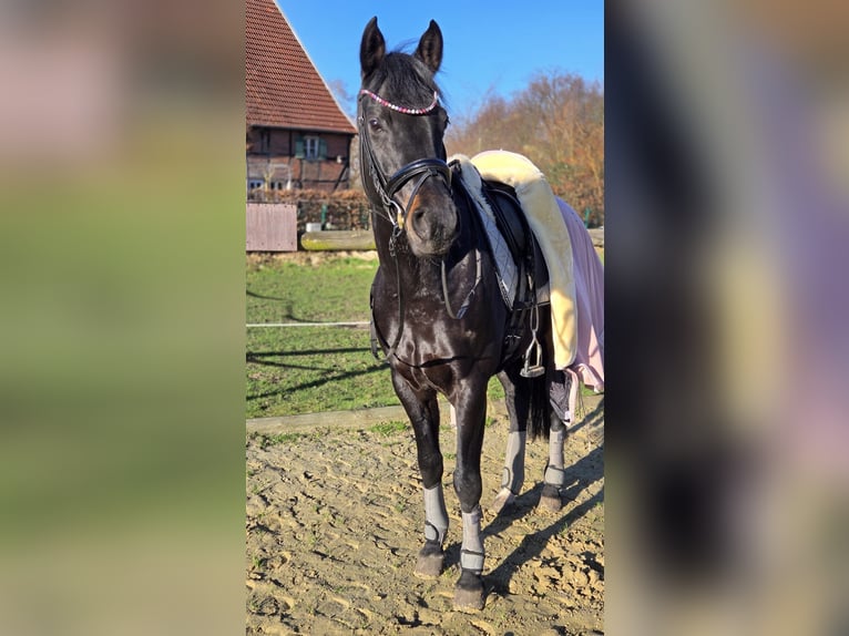 Duitse rijpony Merrie 10 Jaar 160 cm Zwart in Beckum