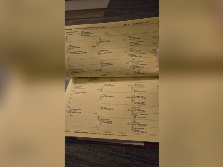 Duitse rijpony Merrie 10 Jaar 160 cm Zwart in Beckum