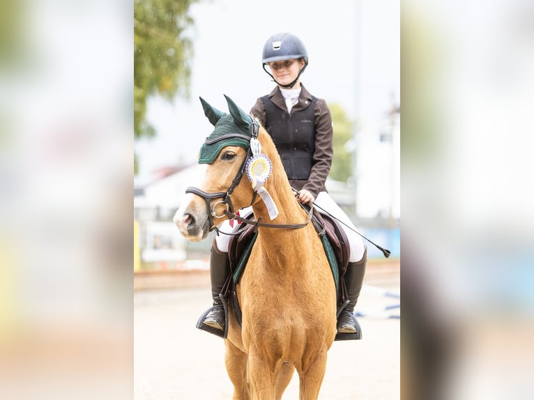Duitse rijpony Merrie 10 Jaar 165 cm Palomino in Eppingen