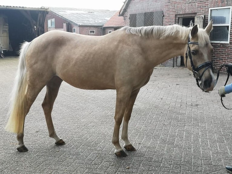 Duitse rijpony Merrie 10 Jaar Palomino in Großenkneten