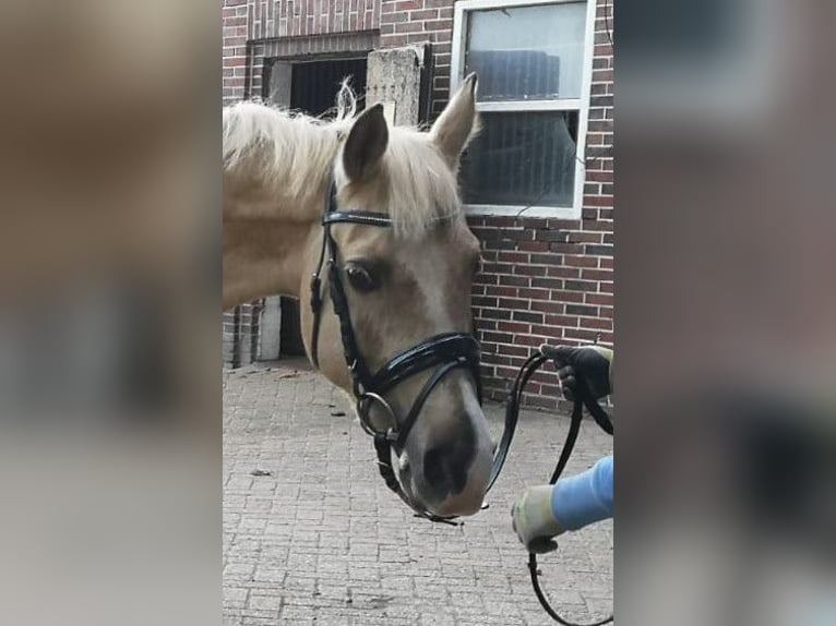 Duitse rijpony Merrie 10 Jaar Palomino in Großenkneten