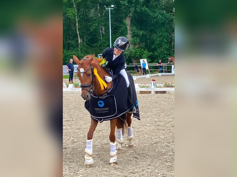 Duitse rijpony Merrie 10 Jaar Vos in Uetze