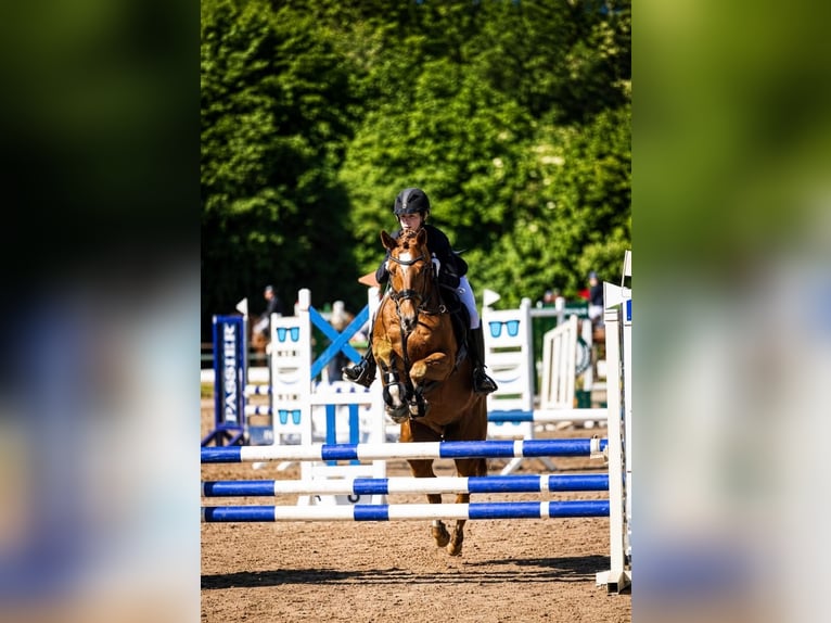 Duitse rijpony Merrie 10 Jaar Vos in Uetze