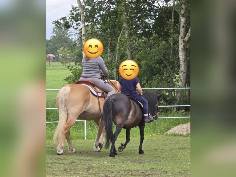 Duitse rijpony Mix Merrie 11 Jaar 112 cm Donkerbruin in Friedeburg Reepsholt, ReepsholtFriedeburg
