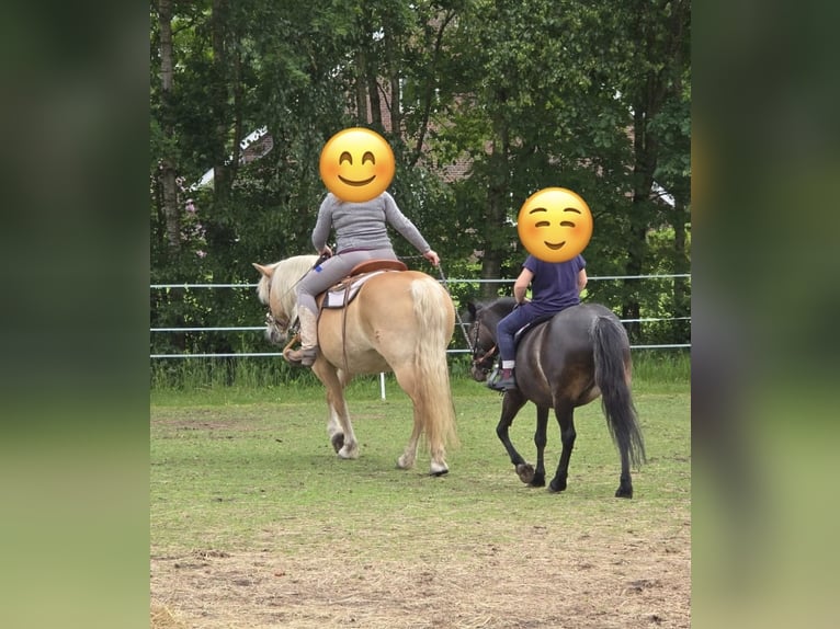 Duitse rijpony Mix Merrie 11 Jaar 112 cm Donkerbruin in Friedeburg Reepsholt, ReepsholtFriedeburg