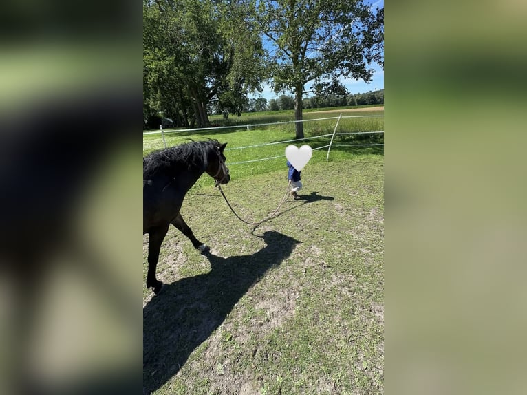 Duitse rijpony Mix Merrie 11 Jaar 112 cm Donkerbruin in Friedeburg Reepsholt, ReepsholtFriedeburg
