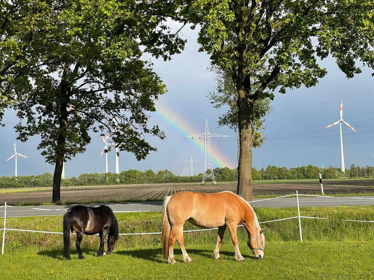 Duitse rijpony Mix Merrie 11 Jaar 112 cm Donkerbruin in Friedeburg Reepsholt, ReepsholtFriedeburg
