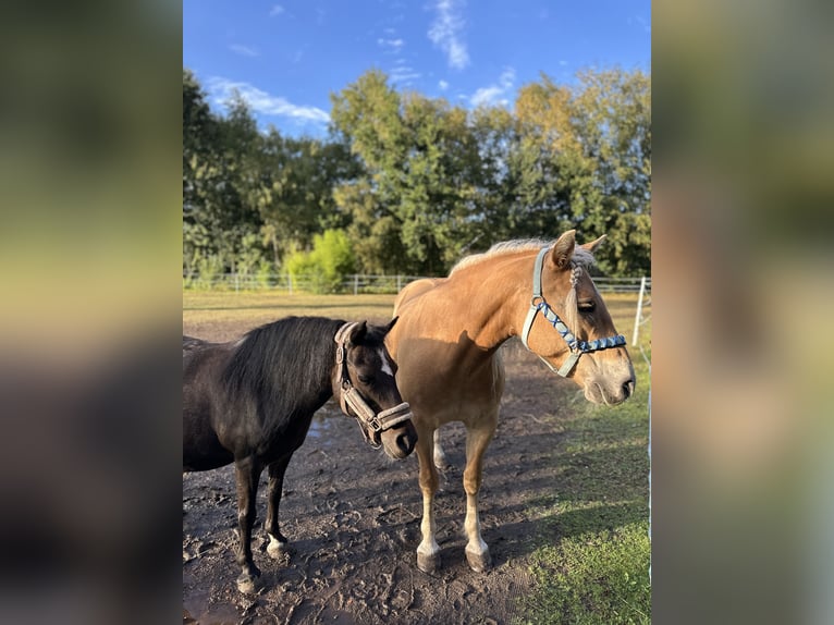 Duitse rijpony Mix Merrie 11 Jaar 112 cm Donkerbruin in Friedeburg