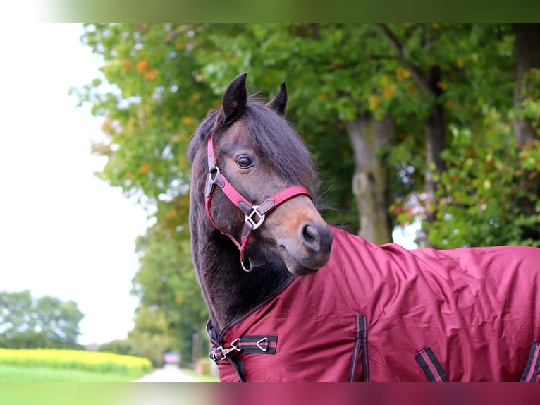 Duitse rijpony Merrie 11 Jaar 136 cm Donkerbruin in Lüdinghausen