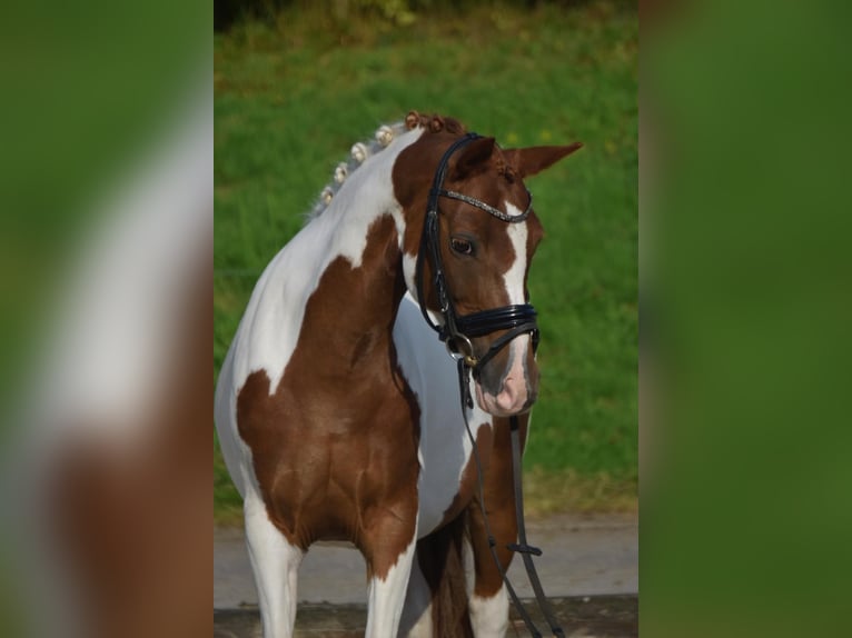 Duitse rijpony Merrie 11 Jaar 136 cm Gevlekt-paard in Fürstenau