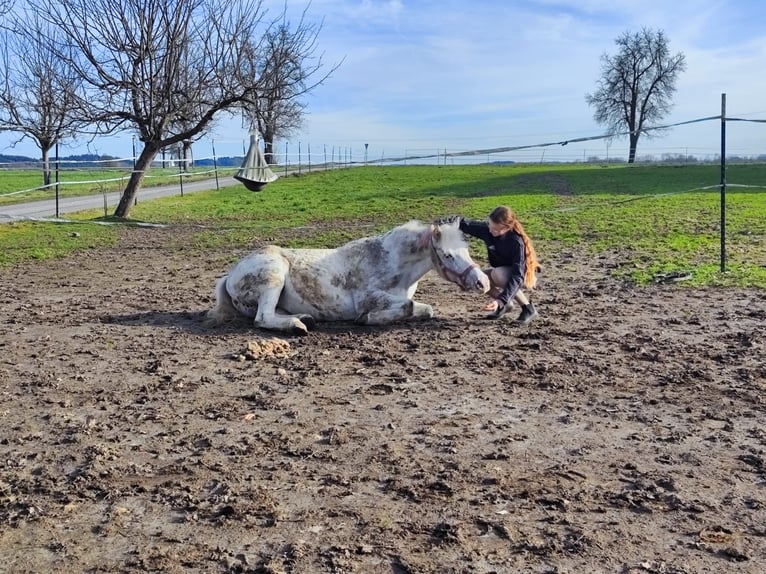 Duitse rijpony Merrie 11 Jaar 136 cm Schimmel in Reichersberg