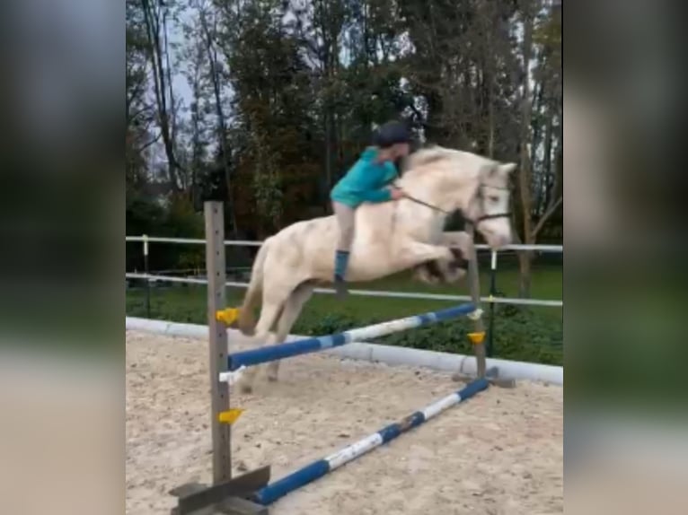 Duitse rijpony Merrie 11 Jaar 136 cm Schimmel in Reichersberg