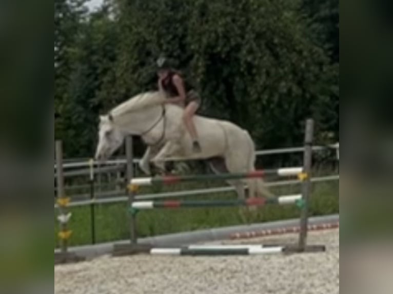 Duitse rijpony Merrie 11 Jaar 136 cm Schimmel in Reichersberg