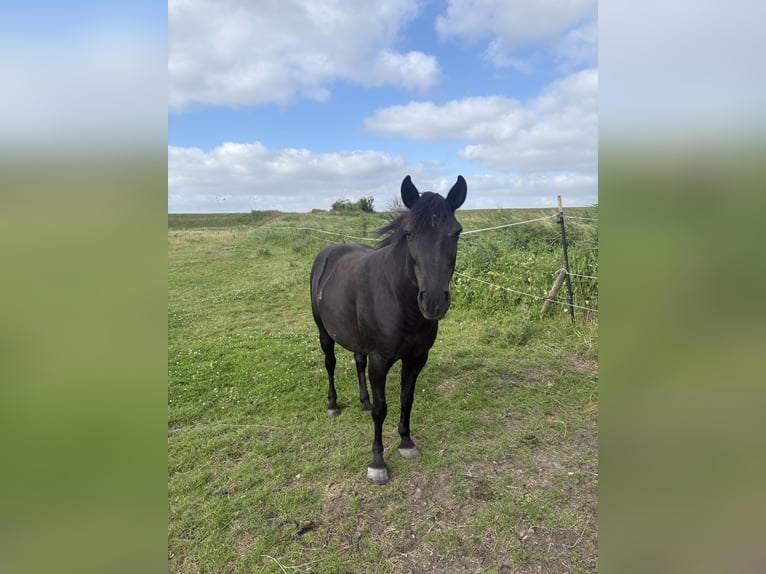 Duitse rijpony Merrie 11 Jaar 138 cm Zwart in Dagebüll
